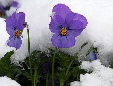 spring violets